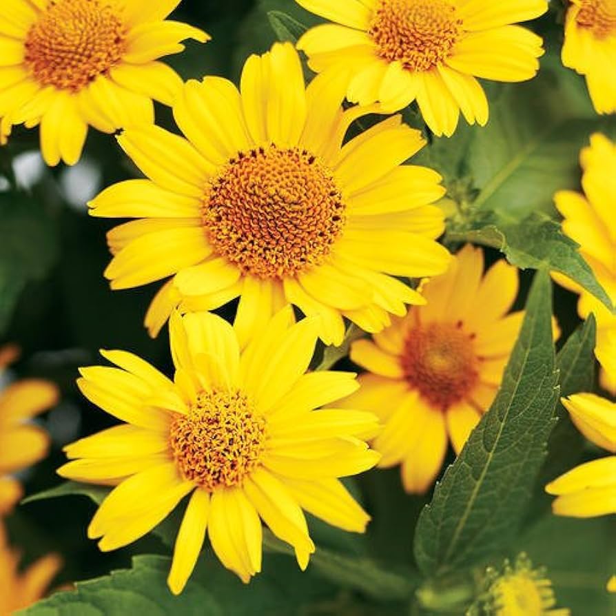 Heliopsis, False Sunflower Perennial - Seeds for Bright Yellow Blooms in Your Garden