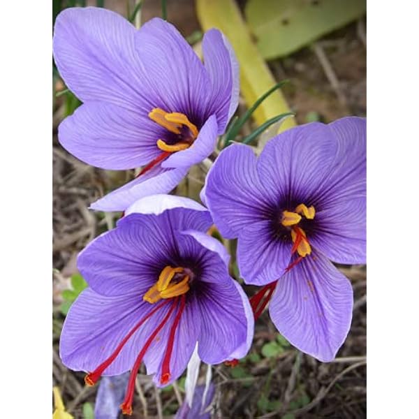 Saffron Flower Bulbs Pieces with High Germination Rate for Pots