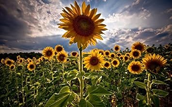 Yellow (Yellow scientific name) for planting in garden
