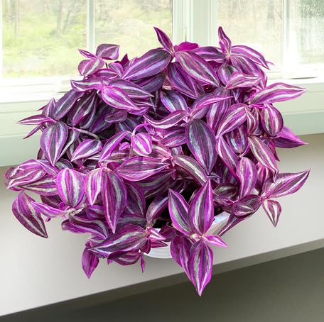 Pink Tradescantia - Heirloom, Non - Gmo Seeds