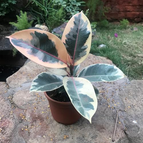 Green Ficus Shivereana - Heirloom, Non - Gmo Seeds