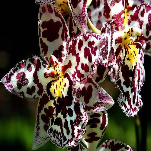 Red Phalaenopsis Flower - Heirloom, Non - Gmo Seeds