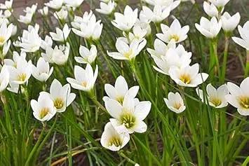 Zephyranthes Candida Flower Seeds for Planting - NON GMO Seeds Dhara Seeds