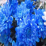 Blue Dahlia – Dahlia pinnata – for planting in flower garden
