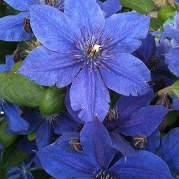 Clematis Violet Heirloom Non Gmo Image