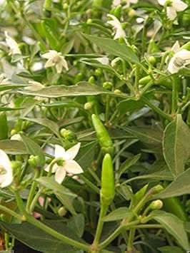 Green Chili Capsicum annuum seeds for garden planting