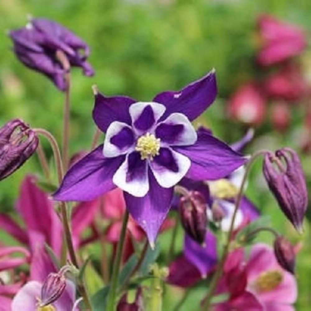 Columbine Aquilegia vulgaris Biedermeier Flowering Seeds For Planting in shaded garden beds or borders