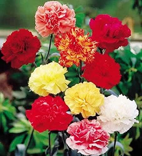 Carnation Seeds - Grenadin Double Mix