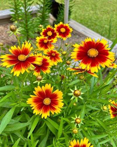 Yellow Red Coreopsis Flower - Heirloom, Non - Gmo Seeds