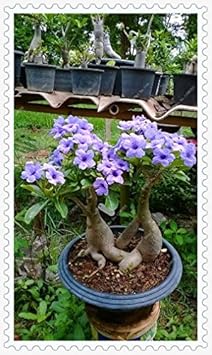 Blue Adenium Bonsai Flower Seeds for Planting - 100