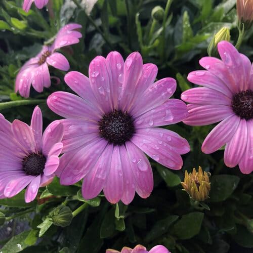 Pink Osteospermum Flower - Heirloom, Non - Gmo Seeds