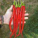 Red Spicy Long Chili Pepper Seeds
