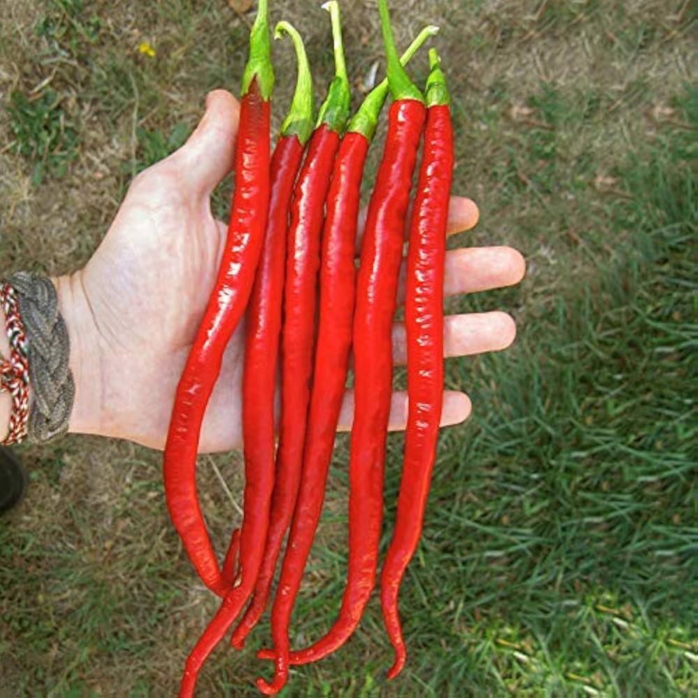 Red Spicy Long Chili Pepper Seeds