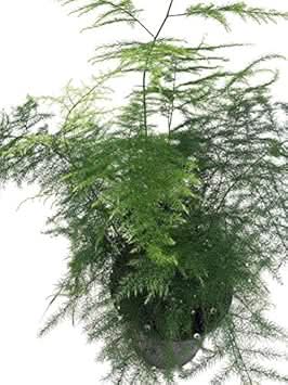 Asparagus officinalis seeds for ornamental garden planting