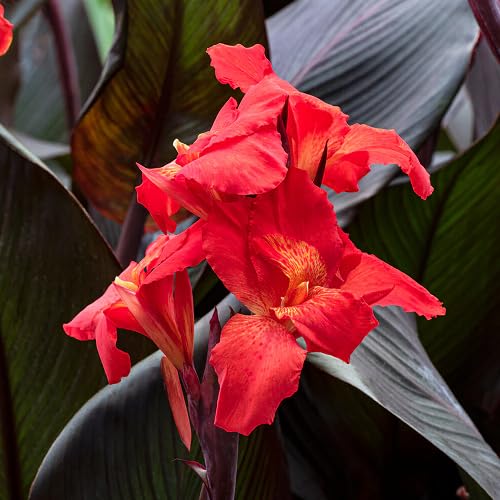 Red Canna Lily Flower - Heirloom, Non - Gmo Seeds