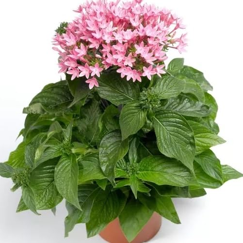 Lavander Pentas Flower - Heirloom, Non - Gmo Seeds