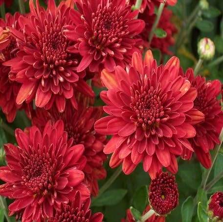 Red Chrysanthemum Flower - Heirloom, Non - Gmo Seeds