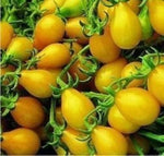 Heirloom Yellow Pear Tomato Seeds