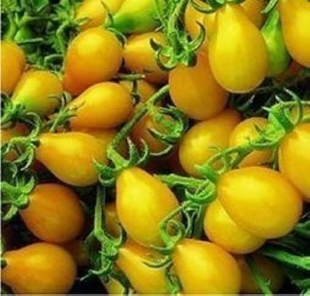 Heirloom Yellow Pear Tomato Seeds