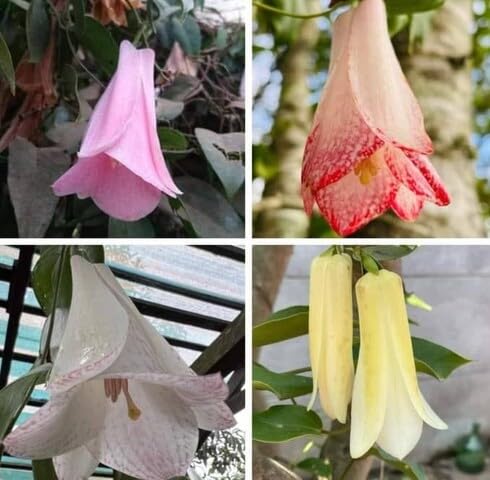 Mixed Lapageria Flower