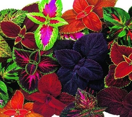 Coleus - Heirloom, Non - Gmo Seeds