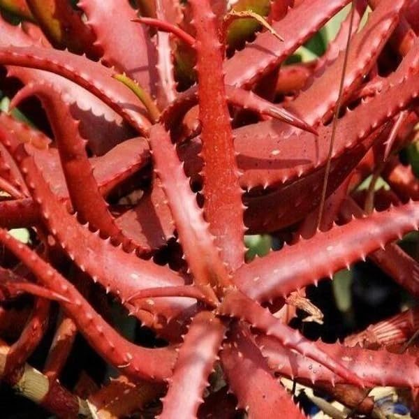 Rare Red Aloe Vera Plant Seeds for Planting-Heirloom & Non-GMO Seeds for planting – Fresh Herb for Your Garden