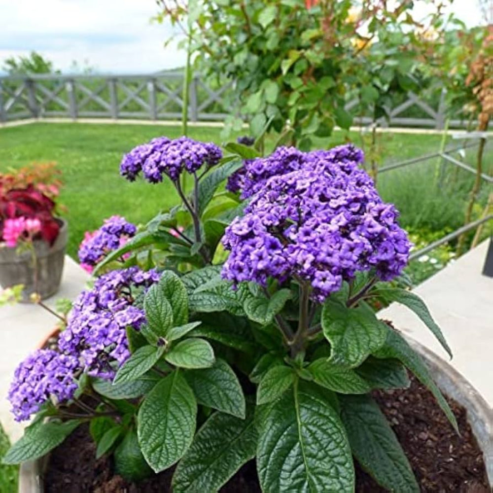 Heliotropium Flower Seeds for Planting - 100 pcs