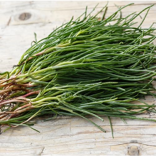 Green Agretti - Heirloom, Non - Gmo Seeds