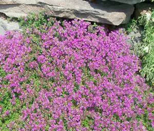  dense mat of low-growing creeping thyme with tiny purple flowers


