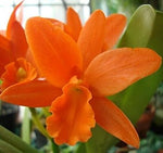 Heirloom Non-GMO Orange Cattleya Hybrida Flower Seeds for planting in home garden