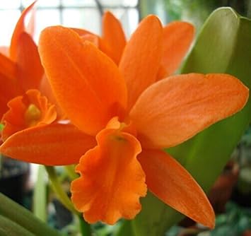 Heirloom Non-GMO Orange Cattleya Hybrida Flower Seeds for planting in home garden