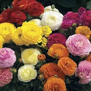 Ranunculus Ranunculus Asiaticus Flower Seeds for Planting