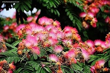 Pink Julibrissin Plant Seeds for Planting - 100