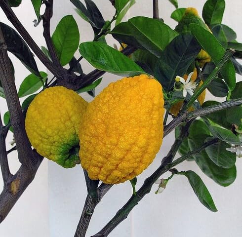 Yellow Etrog Fruit - Heirloom, Non - Gmo Seeds