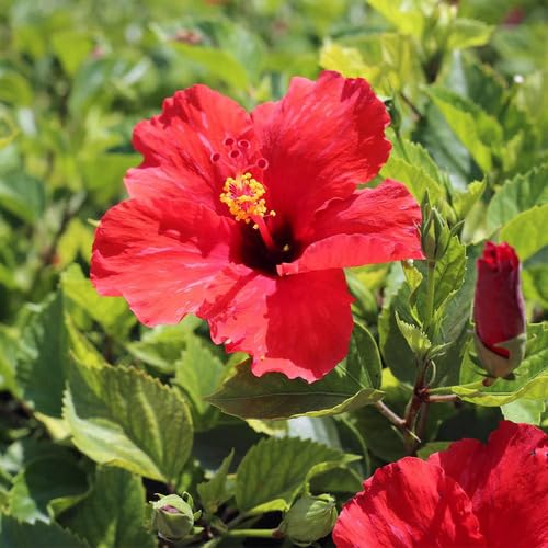 Red Hibiscus Flower