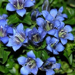 Blue Gentiana Flower Seeds for Planting - 100 seeds for planting in home garden