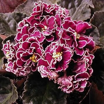 Burgundy Saintpaulia Flower Seeds for Planting, 100 pcs for planting in your garden.