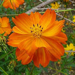Cosmos cosmic orange for annual flower garden