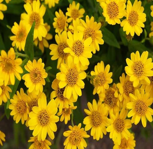 Yellow Arnica Flower - Heirloom, Non - Gmo Seeds