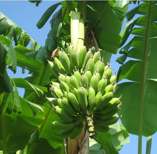 Green Banana Fruit - Heirloom, Non - Gmo Seeds
