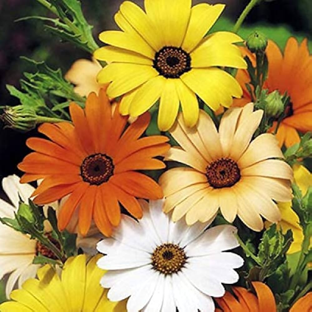 African Daisy Dimorphotheca sinuata orange yellow mix flower seeds for planting in home garden beds