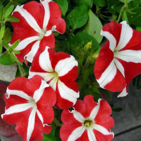 Red White Petunia Flower - Heirloom, Non - Gmo Seeds