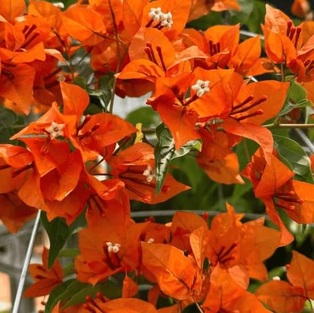 Orange Bougainvillea Flower - Heirloom, Non - Gmo Seeds