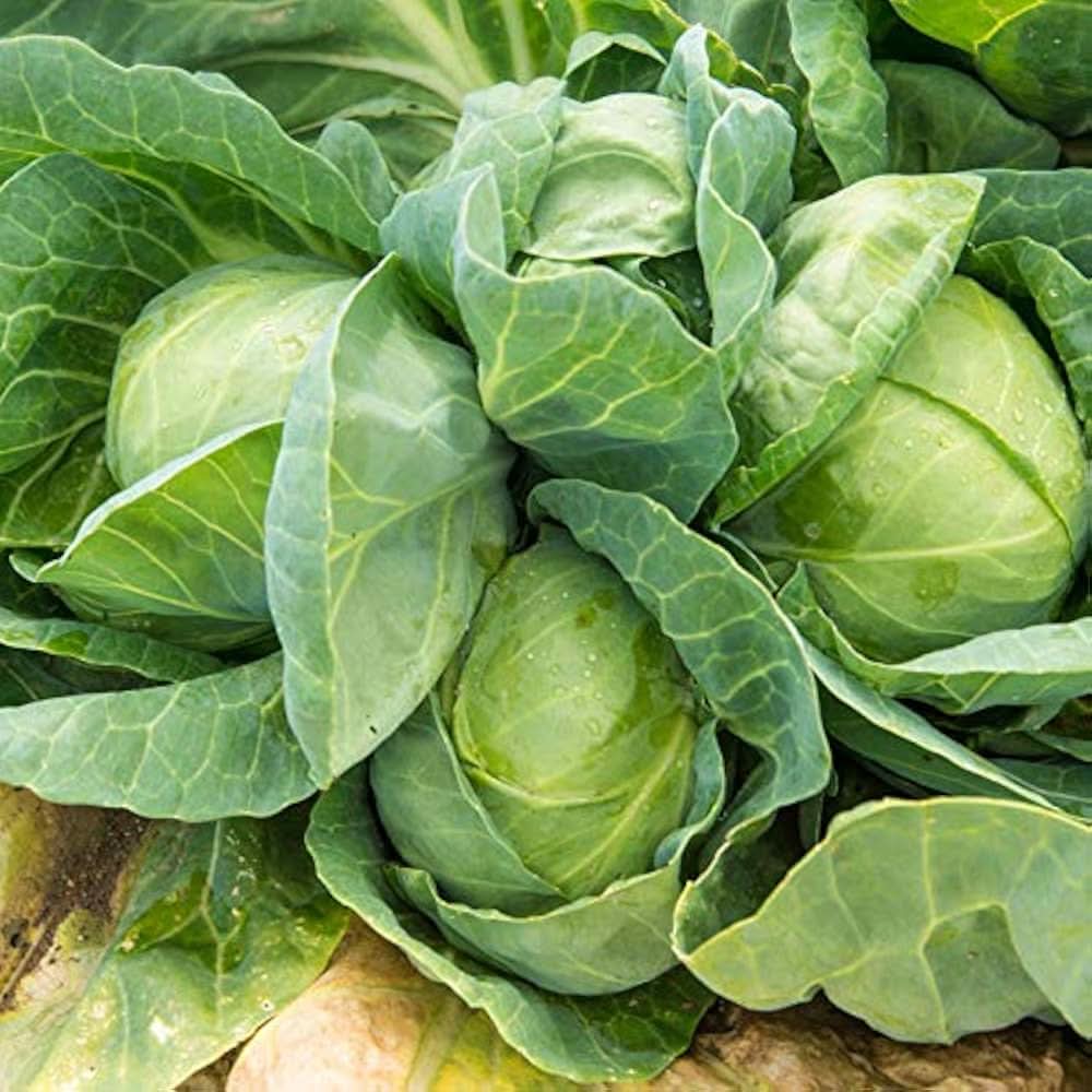 Early Jersey Wakefield Cabbage Brassica oleracea Plant Seeds