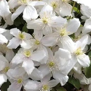 Clematis Flower Seeds White for Planting - NON GMO Seeds Dhara Seeds