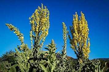 Yellow Mullein Flower Heirloom Non Gmo Image