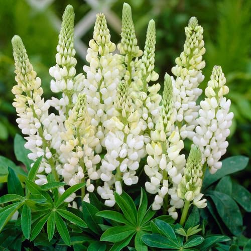 Lupine Flower White - Heirloom, Non - Gmo Seeds