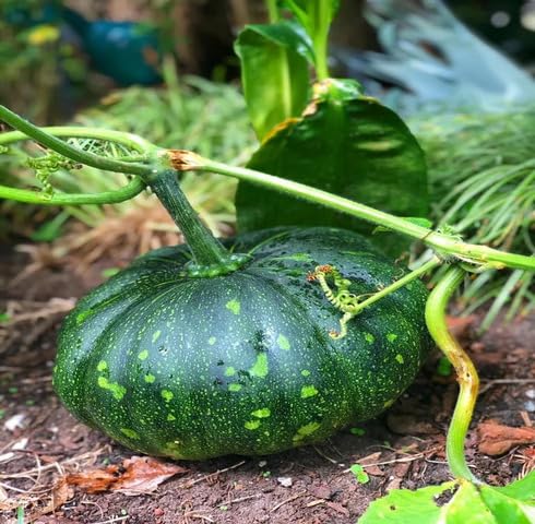 Green Pumpkin
