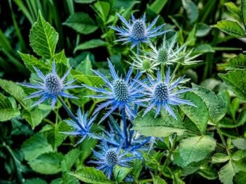 Organic Eryngium Planum Flower Seeds for Planting – Heirloom, Non-GMO