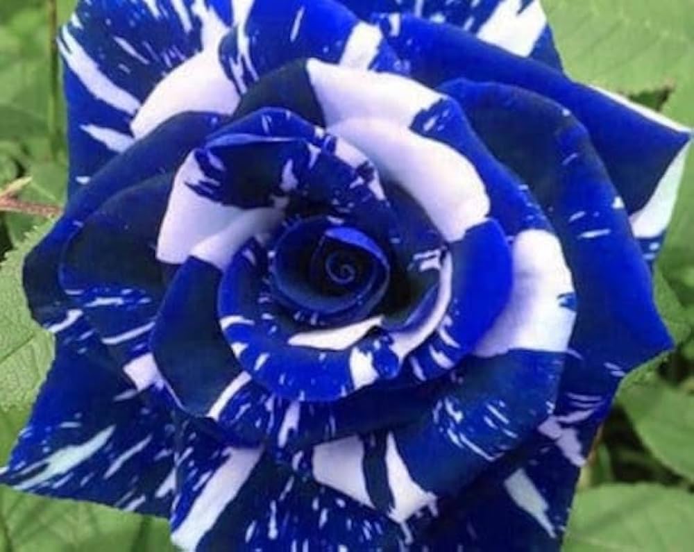 Rose Rosa Hybrida Blue Dragon Flower Seeds for Planting – Suitable for Decorative Home Garden and Indoor Pots